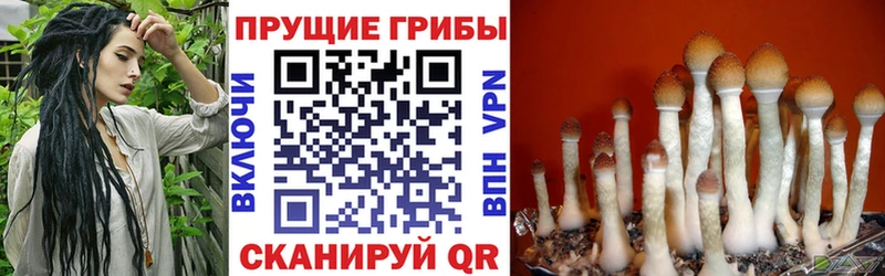 где купить   Заводоуковск  Псилоцибиновые грибы ЛСД 